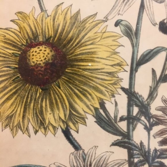 1840 Antique Botanical Yellow Print Framed by Jane Loudon Hand Colored Victorian - Picture 5 of 11